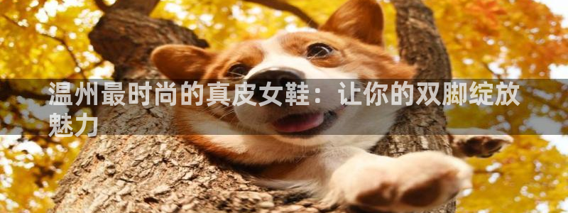ag真人国际厅
